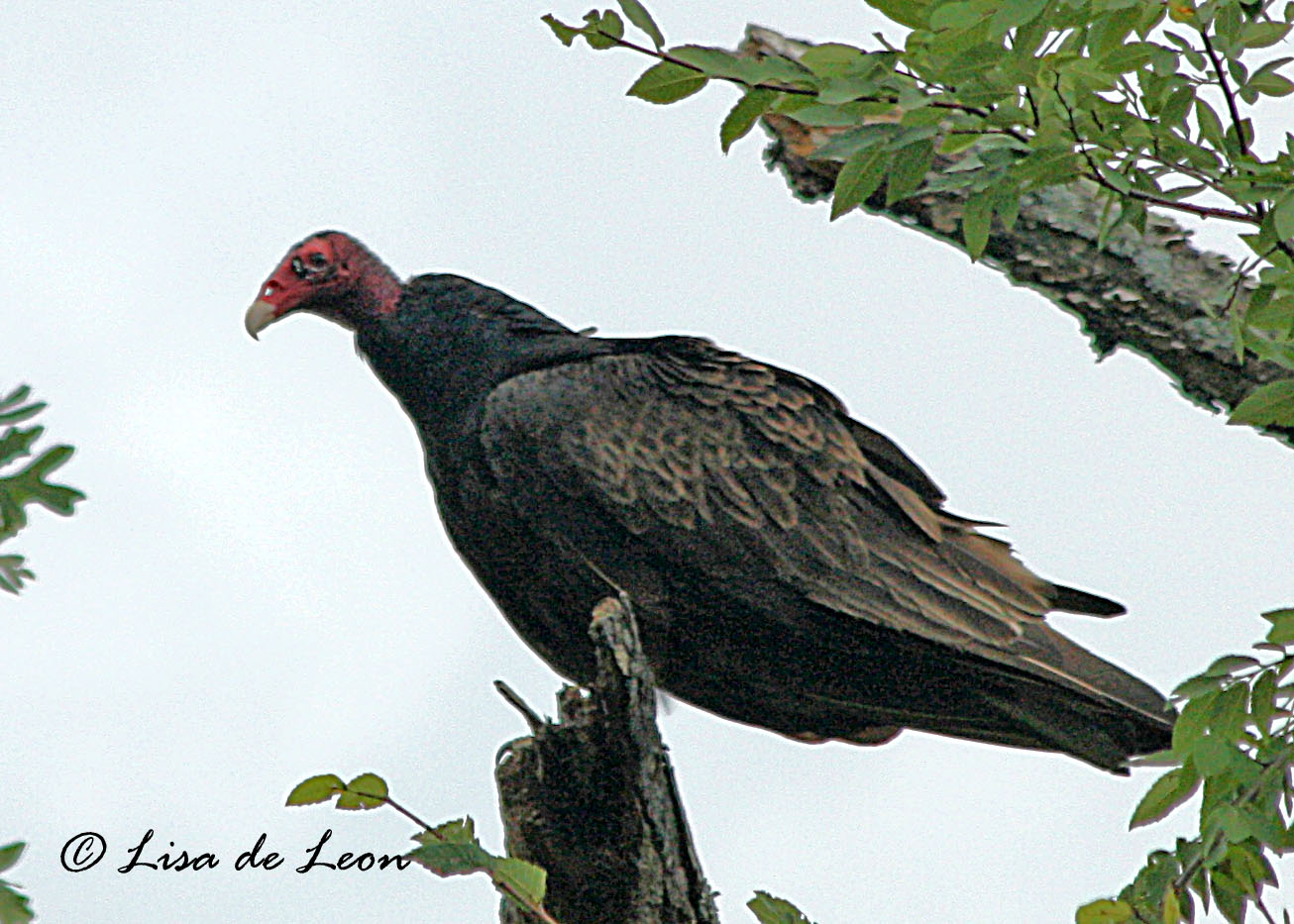 Birding with Lisa de Leon Turkey Vulture