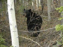 One of the bears we have seen