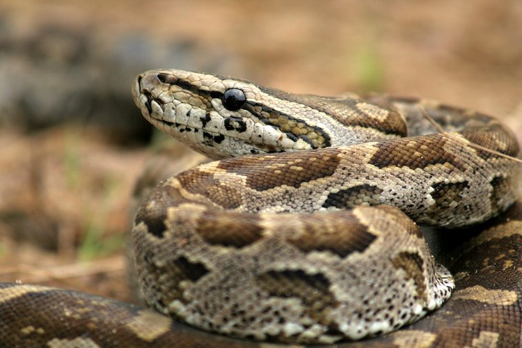 [python.JPG]