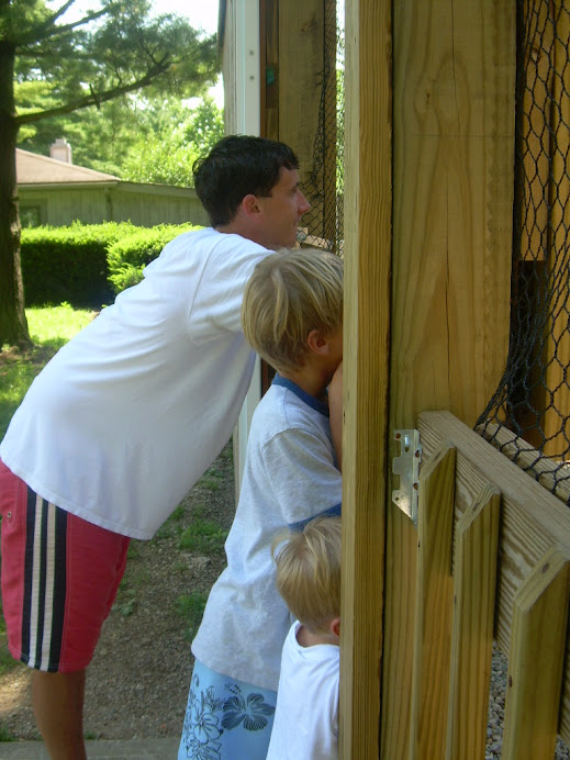 Peeking in on a Lion