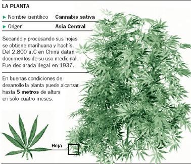 efectos de la marihuana. efectos de la marihuana. efectos de la marihuana.