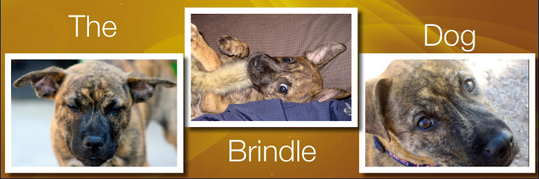 The Brindle Dog