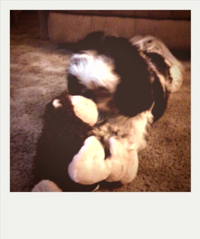 [monkeypup.jpg]