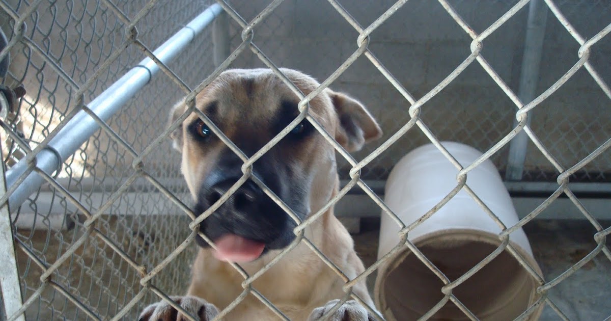 Peace and Craziness Dog Pound Woes