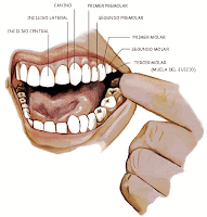 Nombre De Dientes
