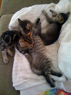 three sleepy kittens