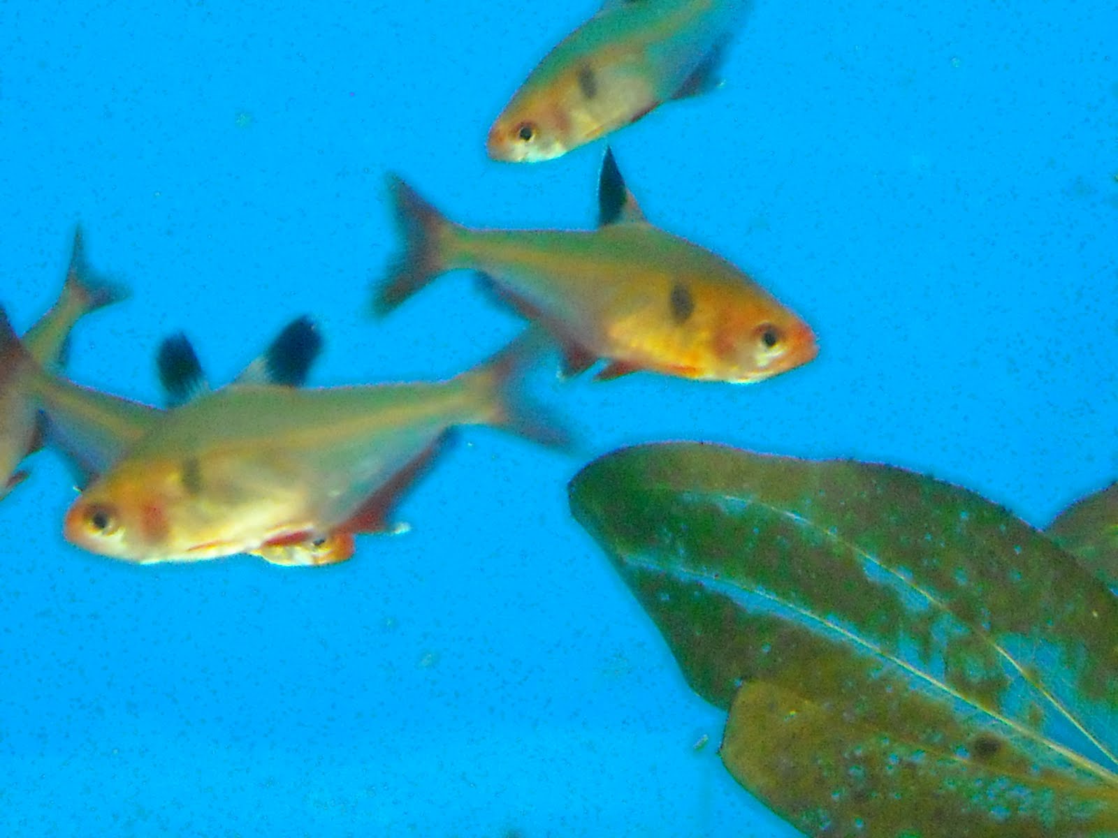 Summer Assignment 2010 SCALE FROM ANIMAL WITH TWO CHAMBERED HEART