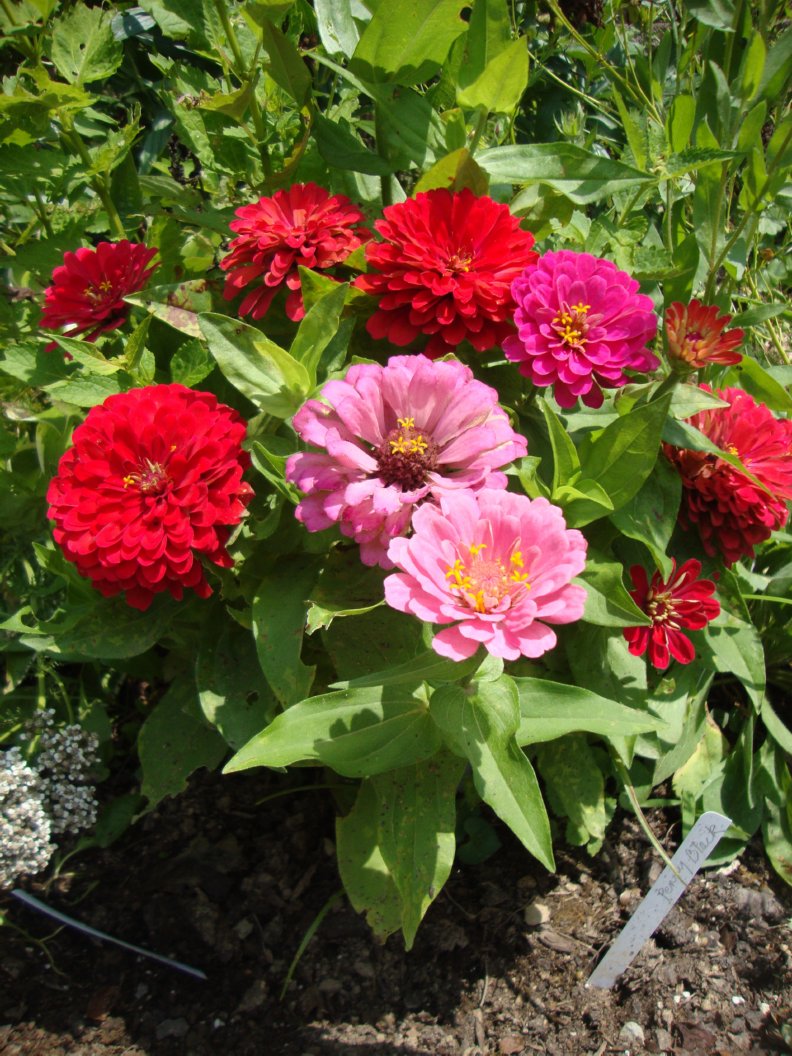 Simple Pleasures July's Flowers