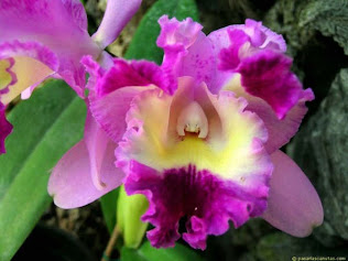 AMO ORQUIDEAS