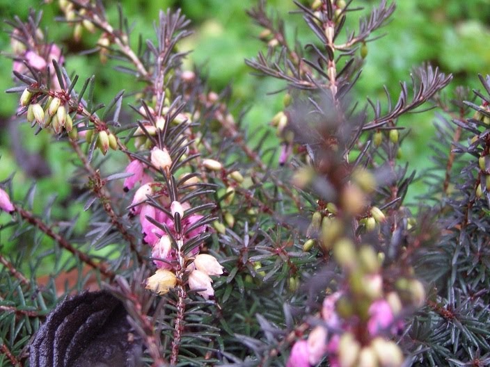 The Constant Gardener January flowers