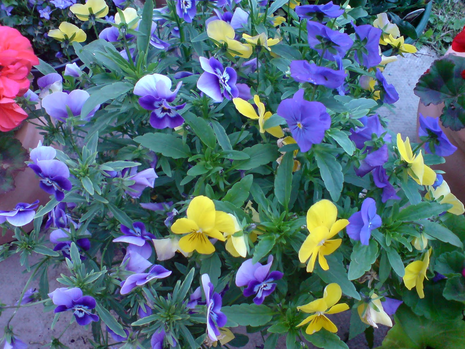 HANGING BASKETS OF VIOLAS, FUCHSIAS, AND LOBELIA GARDENER'S WORD