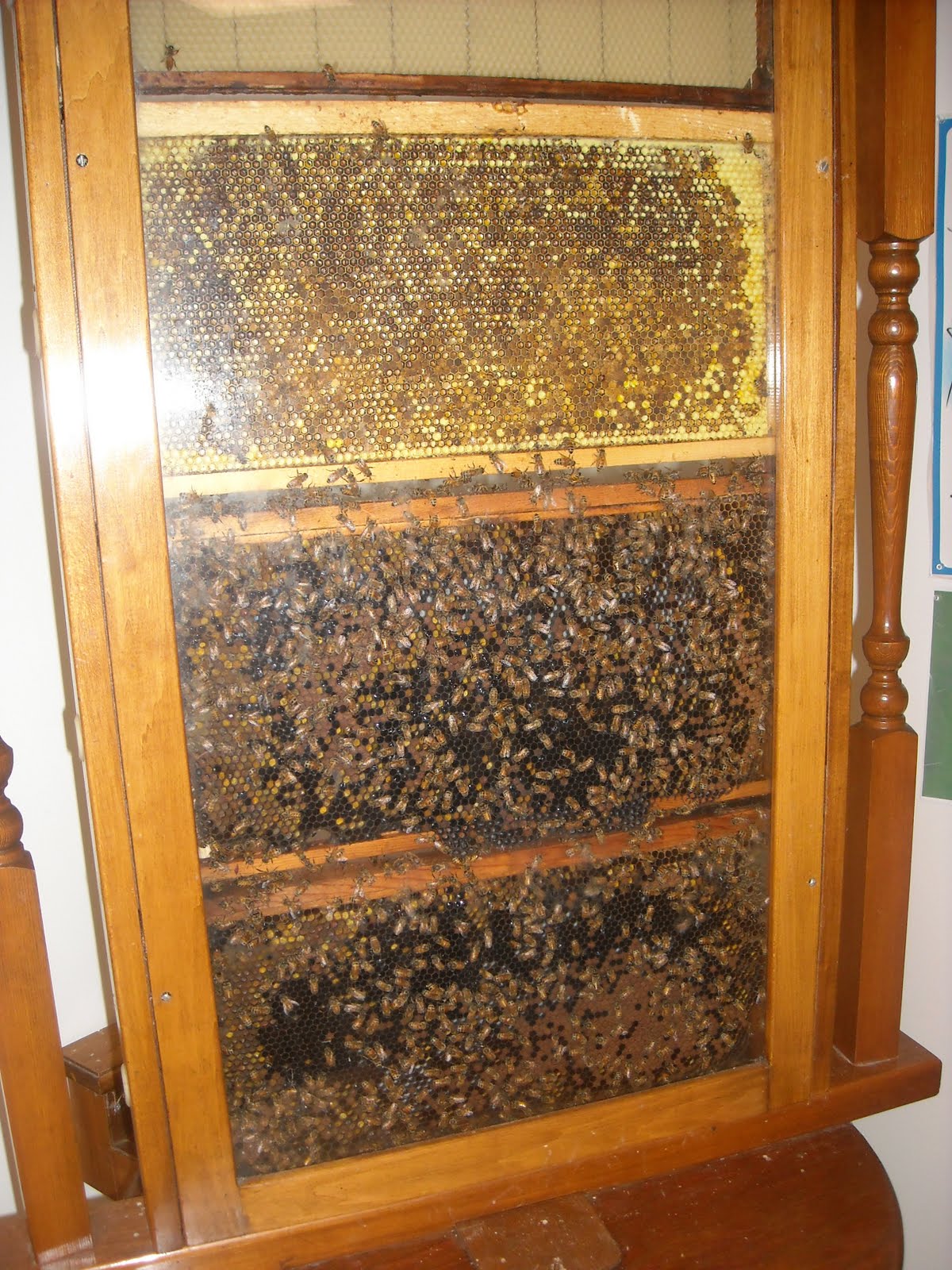 Honey Bees Hives