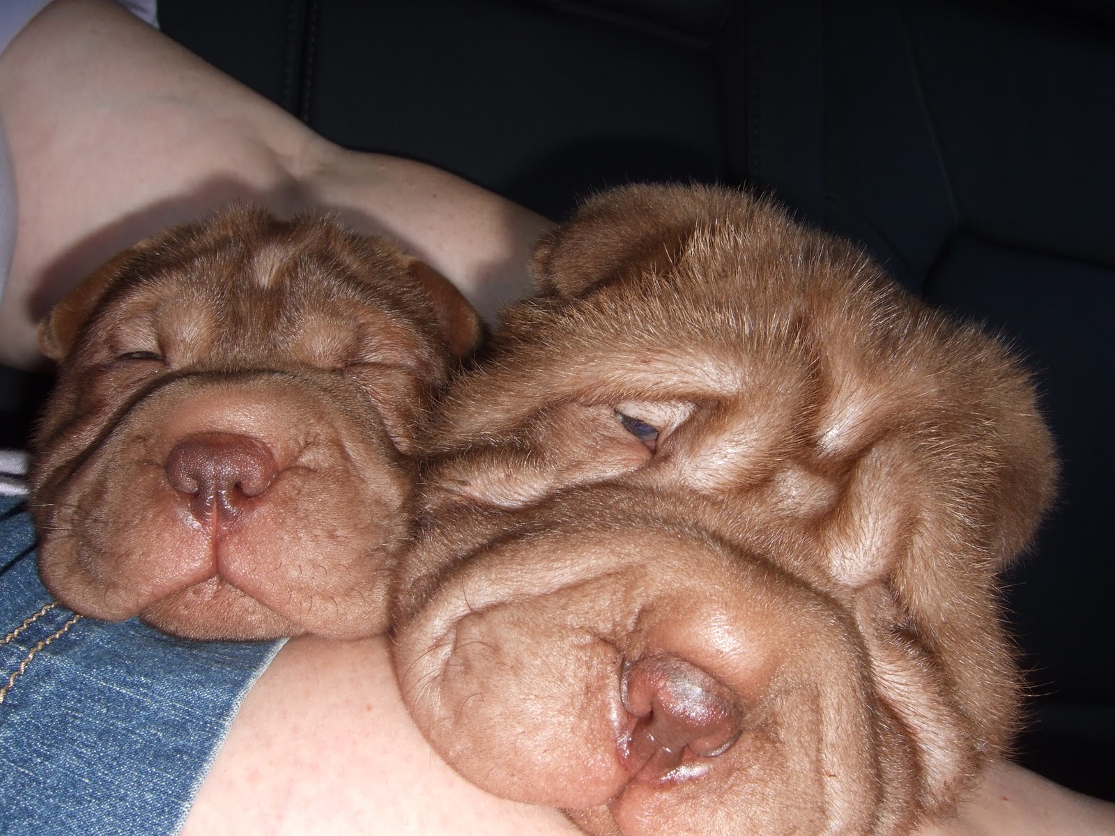 beaux art shar pei