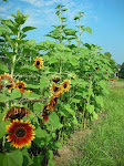 Sunflowers @ Goodstone Inn