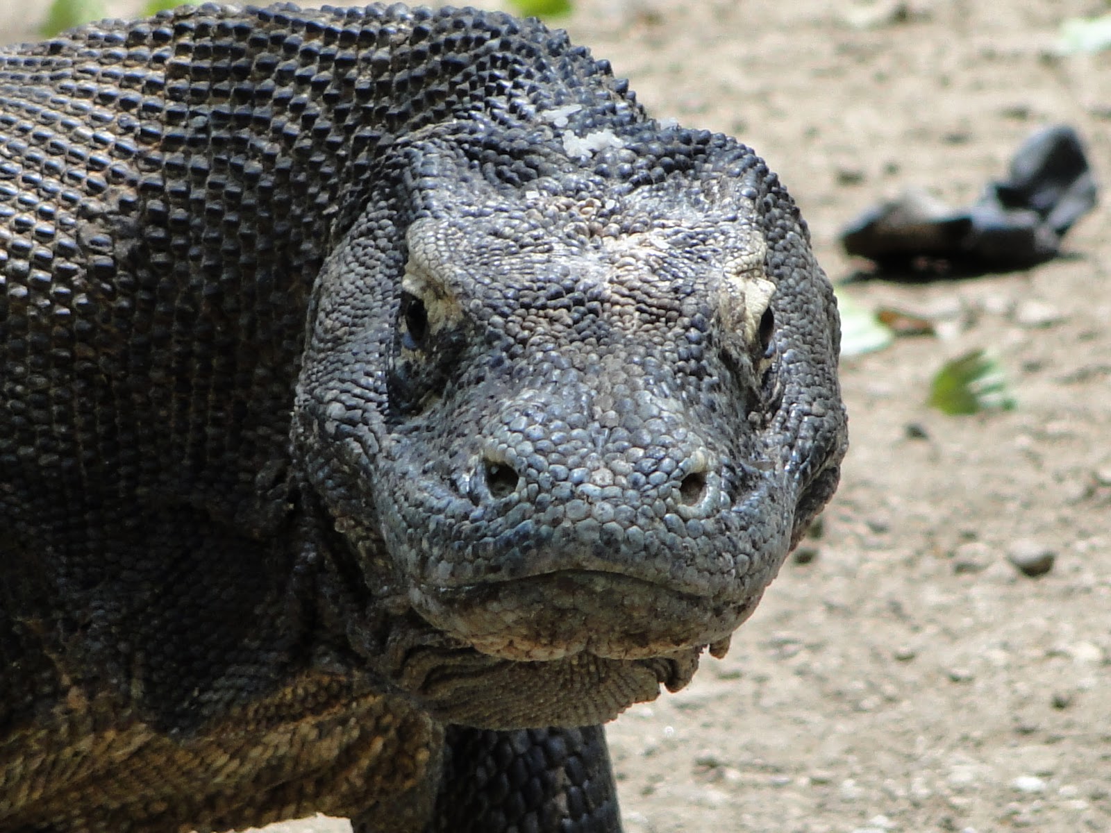 Komodo Dragons - The Travel Hack