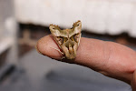 Moth visiting Raphael's Garden