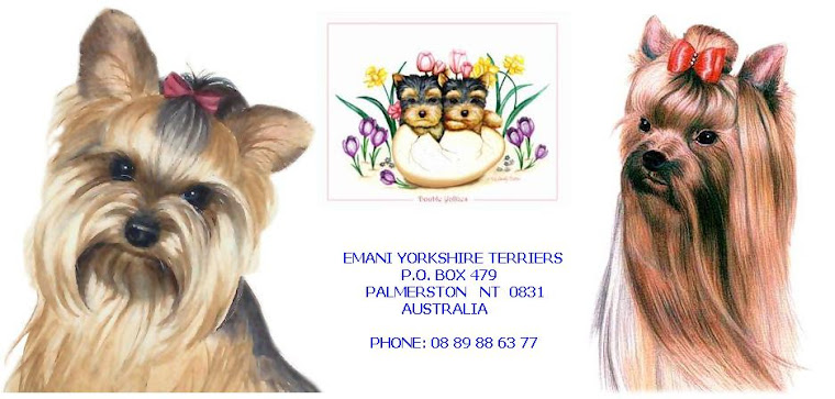 Yorkshire Terriers I have shown