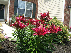 Oriental Lilies