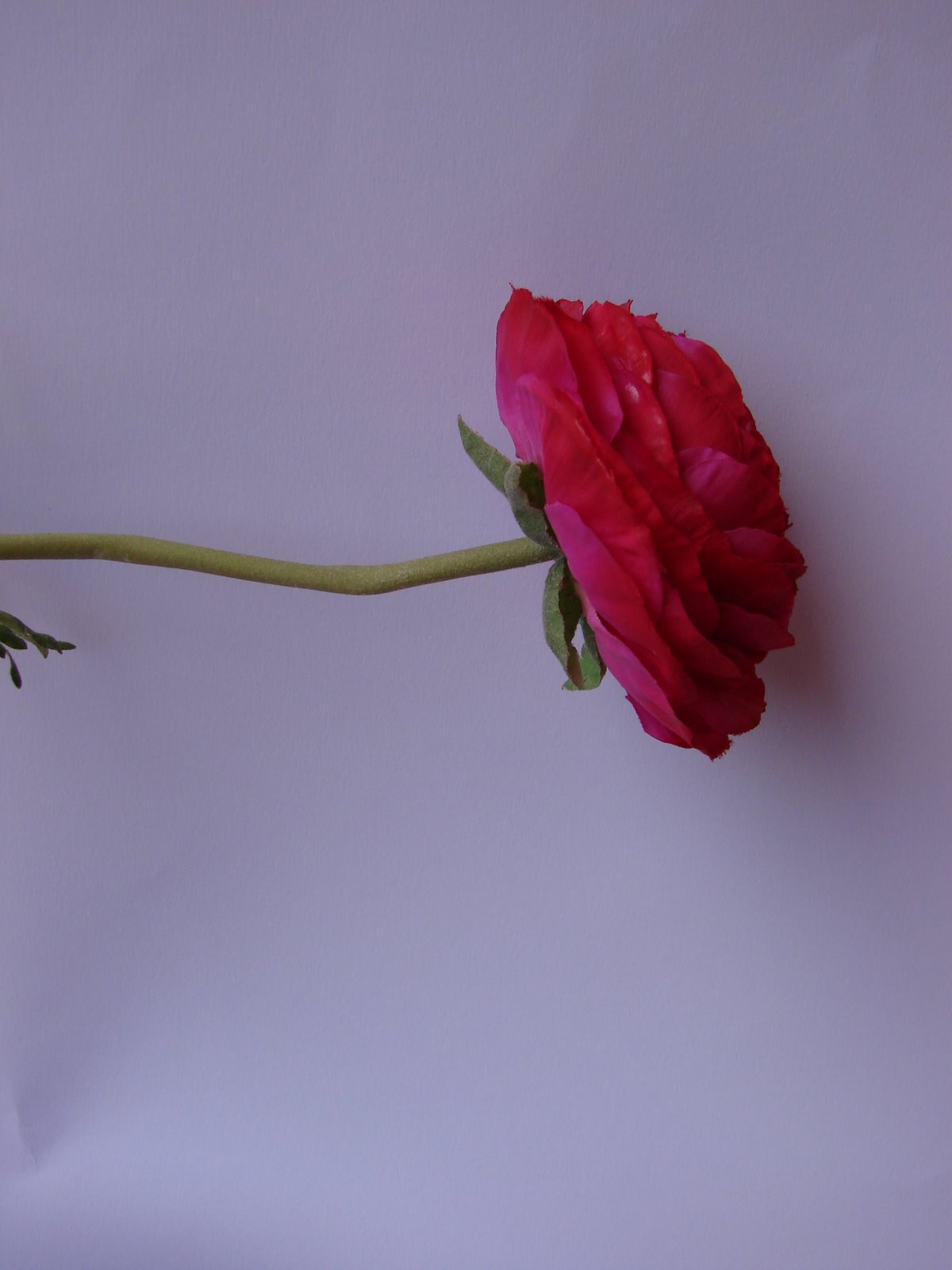 [DSC07157.JPG]