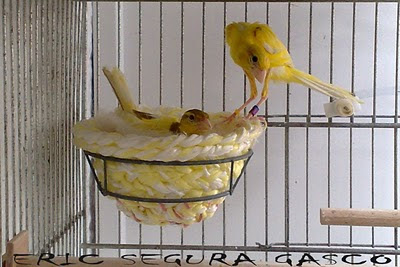 GIBBER ITALICUS: Pareja de gibbers
