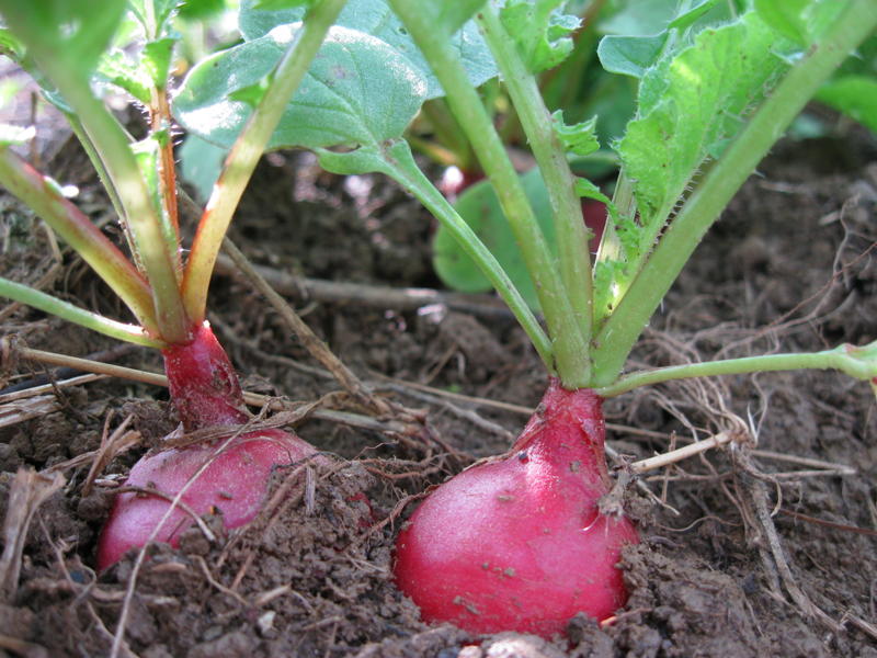 In Season Root Vegetable Bliss (a)Musing Foodie