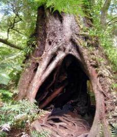 a hollow tree