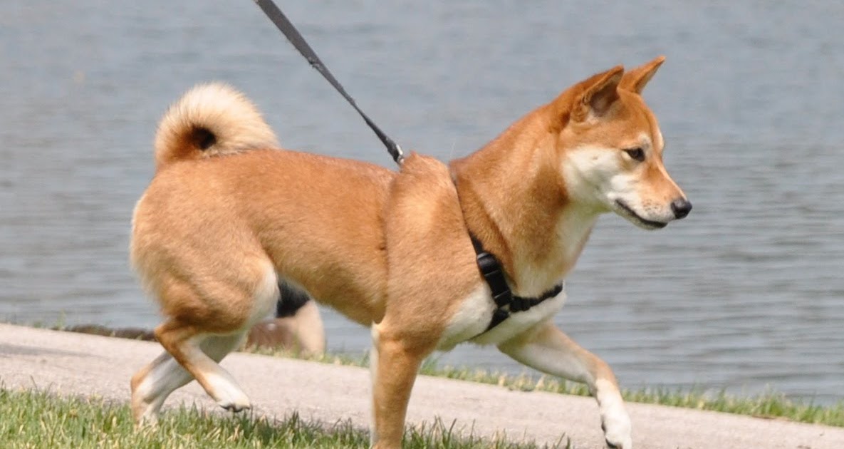 Dogs Walking Dog Walking