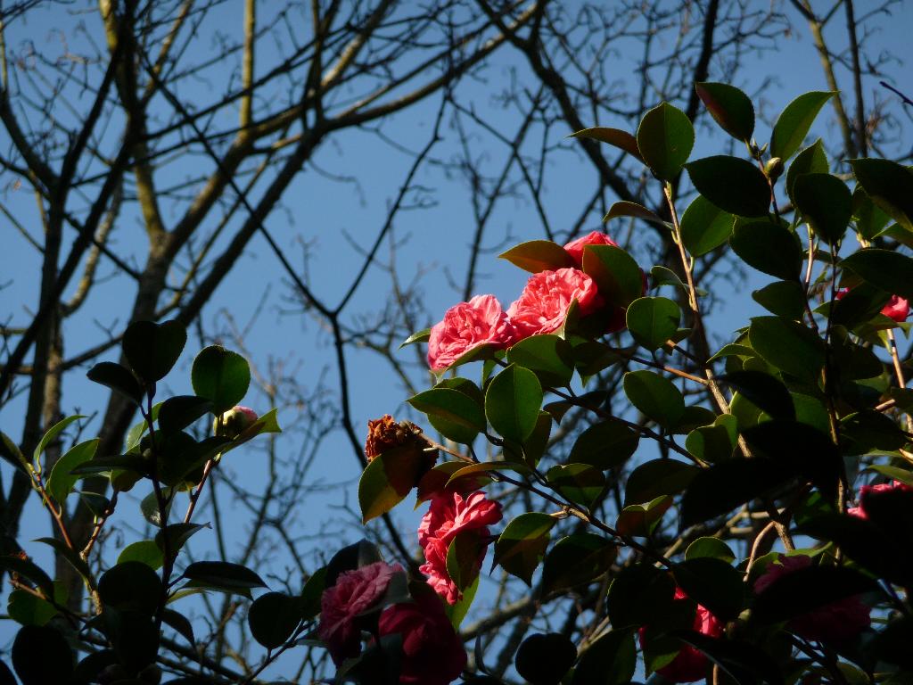 [P1010130_Medium.JPG]