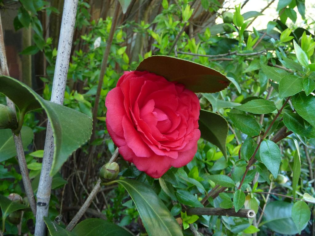 [P1010199_Medium.JPG]