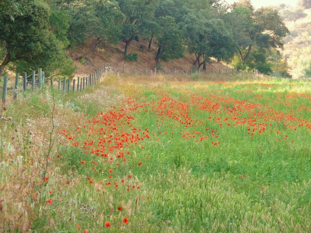 [P1020458_Medium.JPG]