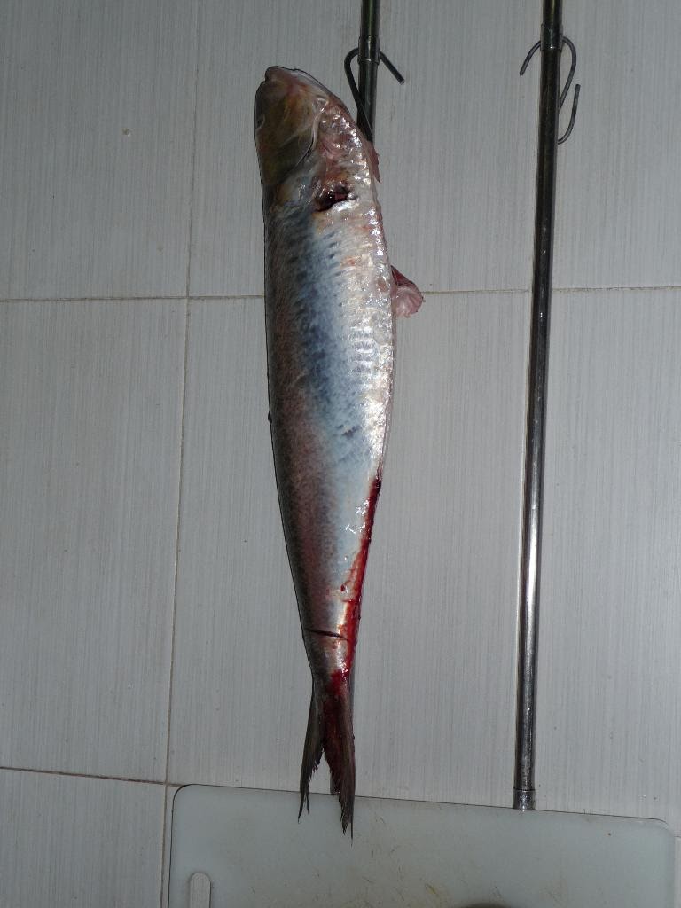 [P1010272_Medium.JPG]