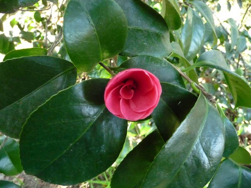 [P1010147+(Medium).JPG]