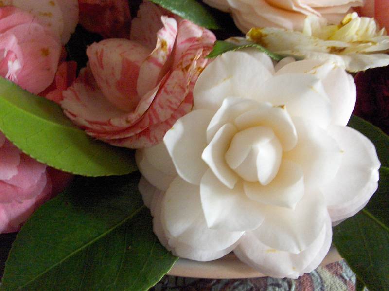 [PHPIM8915+(Medium).JPG]