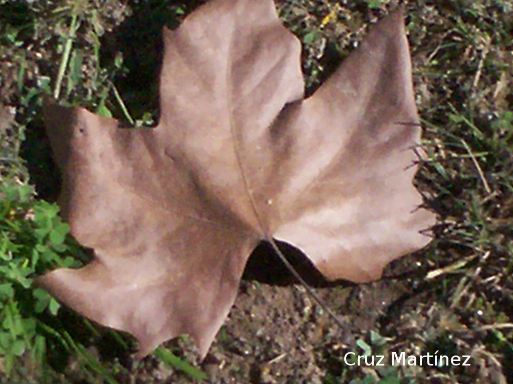 [100_0463+Cruz+Martinez.JPG]