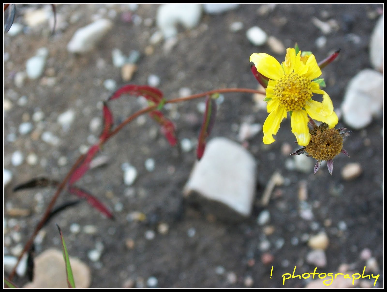 [yellow+flower-ch.jpg]