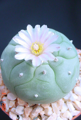 Peyote Cactus