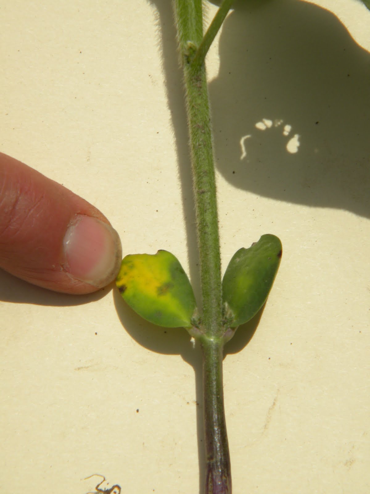 Better Crops by Barker Are your beans yellow?