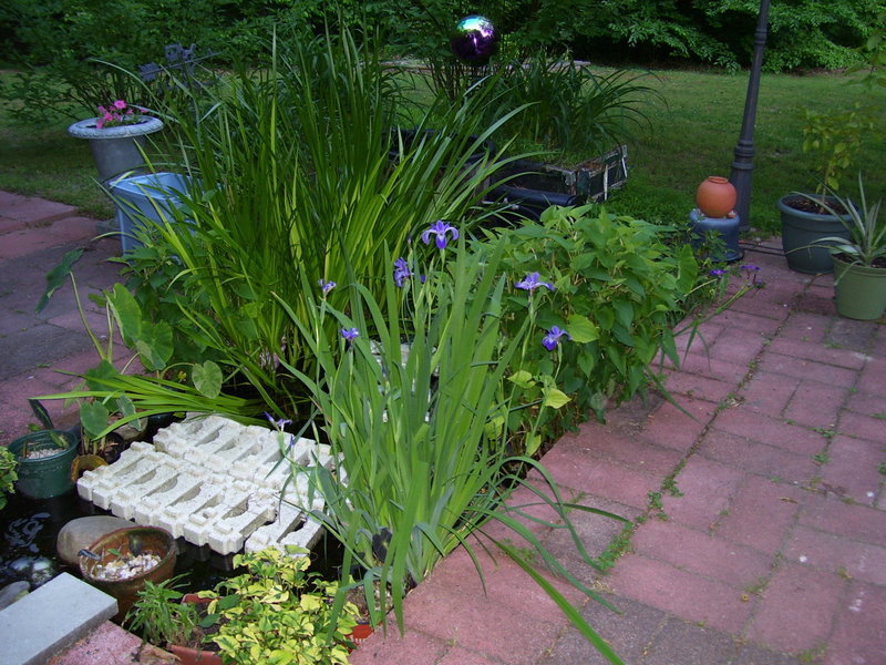 garden-pond.jpg