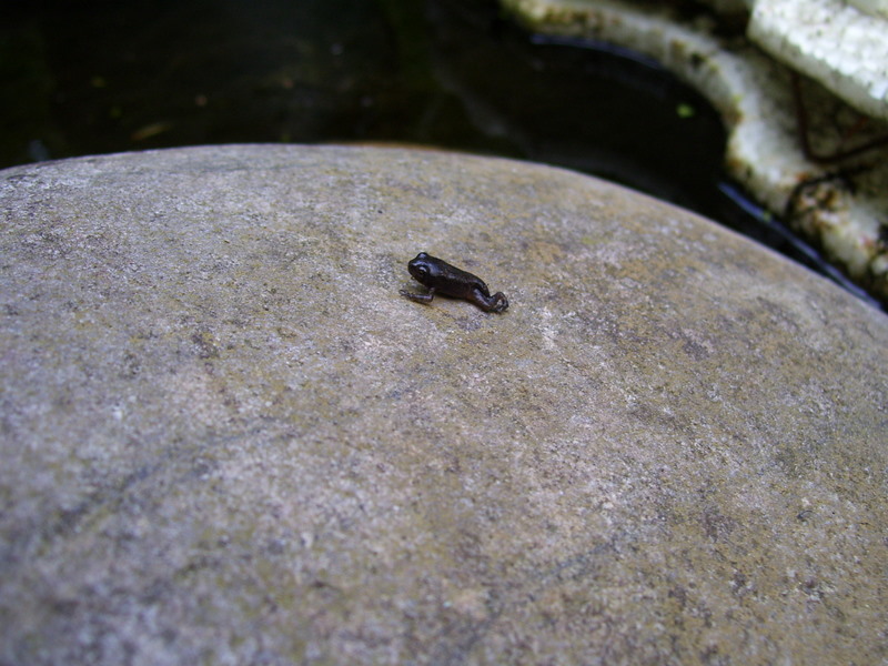 koi-pond-frogs.jpg