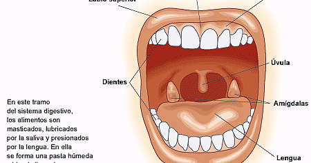 vestibulo oral que es anatomia de la boca anatomia de la boca vestibulo oral que es anatomia de la boca anatomia de la boca