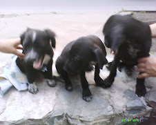 Tres hermanitas en adopción/Adoptadas/