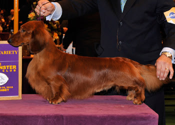 long haired dachshund westminster