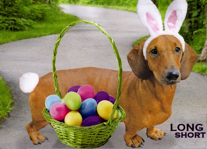 The Long and Short of it All A Dachshund Dog News Magazine Happy Easter!
