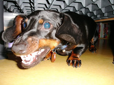 Evil Dachshund