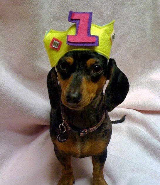 The Long and Short of it All A Dachshund Dog News Magazine Queen For A Day