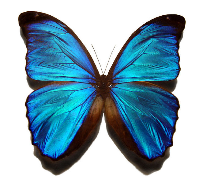 I met a butterfly!