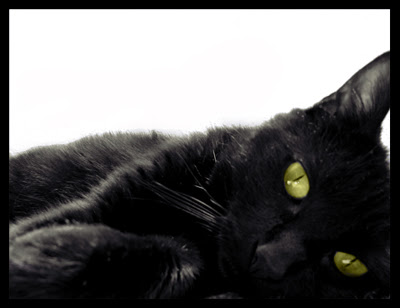 The_Real_Black_Cat_by_tatumtxi.jpg