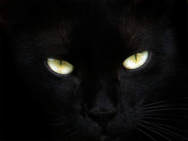 pictures of cats eyes. My latest cat cat eyes