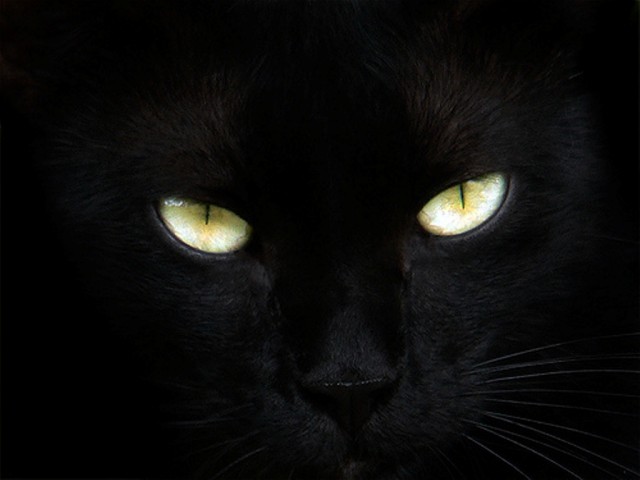 conflicts with other cats cat eyes pictures. conflicts with other cats