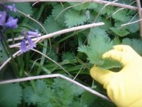 [nettles]